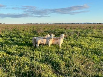 White Dorper Rams Registered breeder