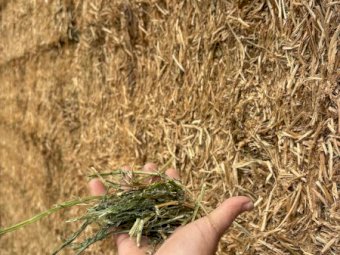 Vetch Hay 550kg 8x4x3 Bales