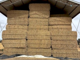 Vetch Hay 550kg 8x4x3 Bales