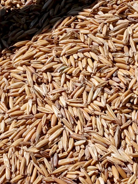 35-40m/t Feed Oats