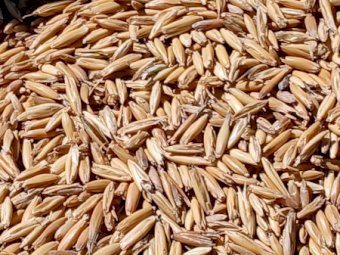 35-40m/t Feed Oats