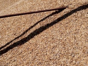 35-40m/t Feed Oats