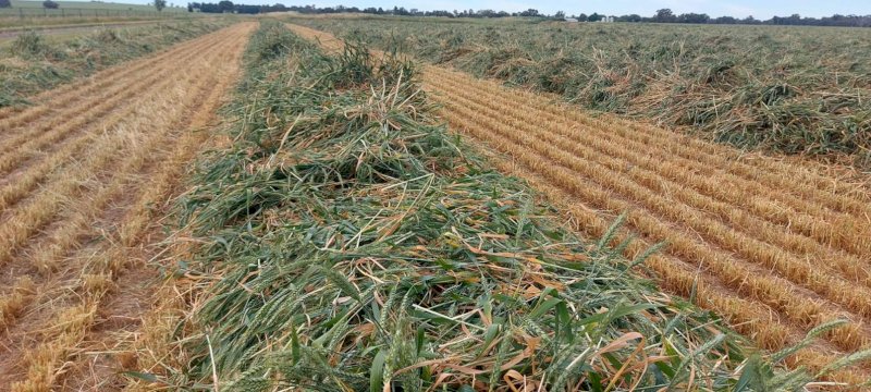 Wheaten and Ryegrass Hay 8X4X3 Bales