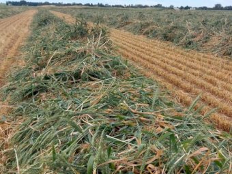 Wheaten and Ryegrass Hay 8X4X3 Bales