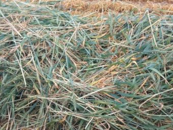 Wheaten and Ryegrass Hay 8X4X3 Bales