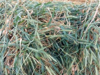 Wheaten and Ryegrass Hay 8X4X3 Bales