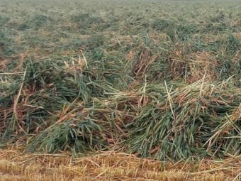 Wheaten and Ryegrass Hay 8X4X3 Bales