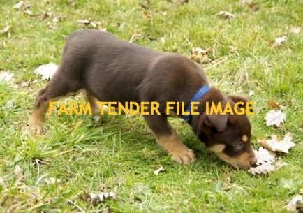 WANTED Kelpie Pup