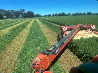 125mt Wheaten Rye Hay 500kg 8x4x3 Bales