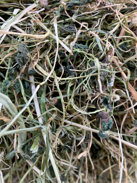 900 x Clover Rye Hay Small Squares