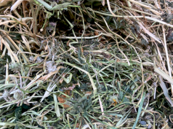900 x Clover Rye Hay Small Squares