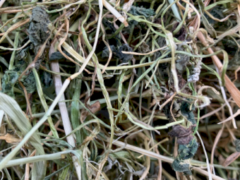 900 x Clover Rye Hay Small Squares