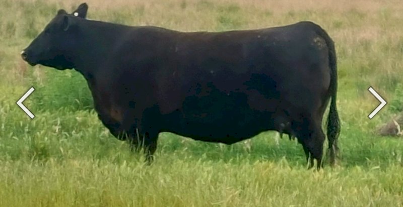 High Quality Angus Bulls Available all year Round