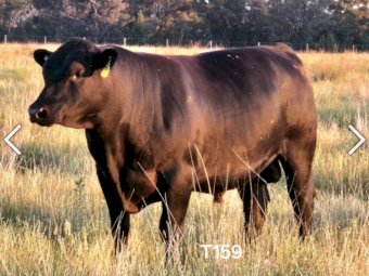 High Quality Angus Bulls Available all year Round