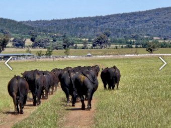 High Quality Angus Bulls Available all year Round