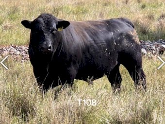 High Quality Angus Bulls Available all year Round