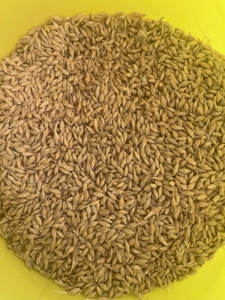 15MT Barley