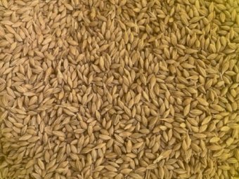 15MT Barley