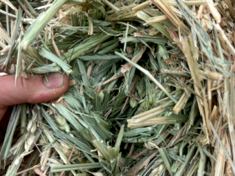 500mt Wheaten Hay 650kg 8x4x3 HD Bales