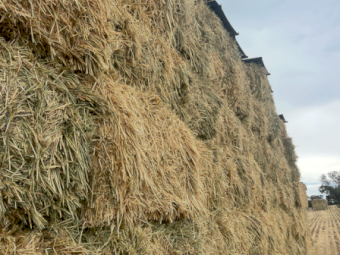 500mt Wheaten Hay 650kg 8x4x3 HD Bales