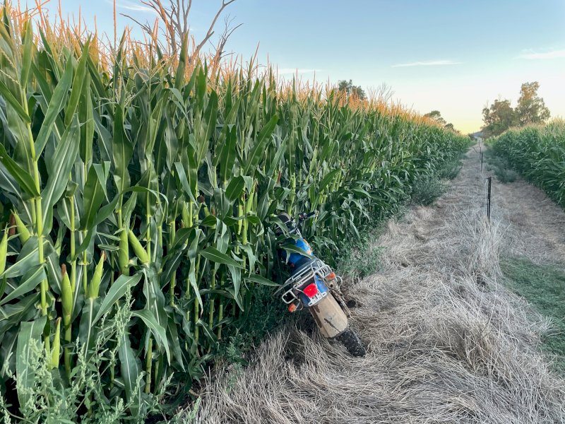 25/26 Pit Maize Silage Cobram and Finley area available now