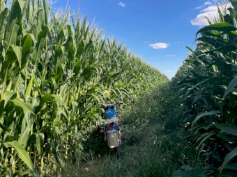 25/26 Pit Maize Silage Cobram and Finley area available now