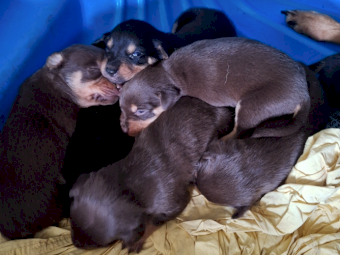 EOI Kelpie Pups x 8