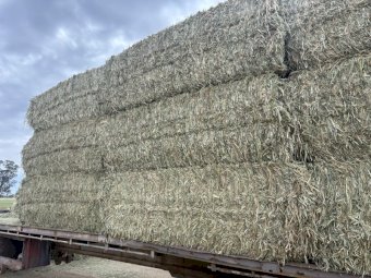 Shedded Wheaten Hay 8x4x3 Bales