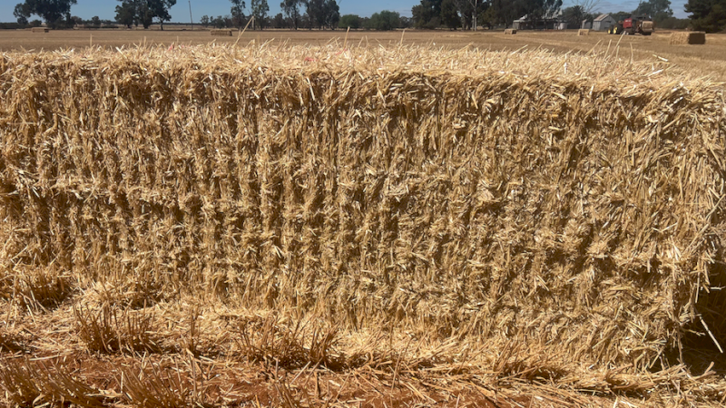 100mt Barley Straw 480-500kg 8x4x3 Bales