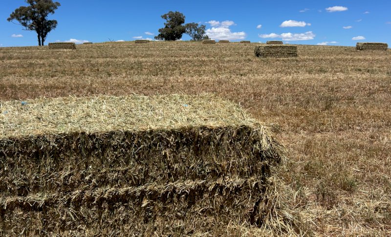150mt Wheaten Hay 500kg 8x4x3 Bales