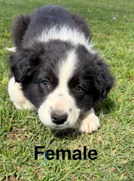 Border Collie Pups