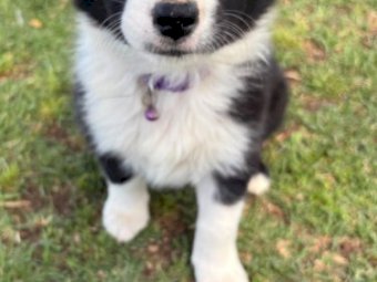 Border Collie Pups