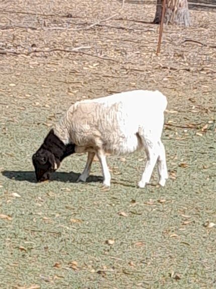 Dorper Ram Lambs