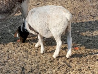 Dorper Ram Lambs