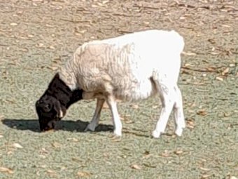 Dorper Ram Lambs