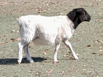 Dorper Ram Lambs