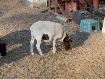 Dorper Ram Lambs