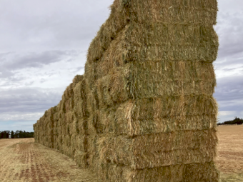 300mt Oaten Hay 620kg 8x4x3 Bales