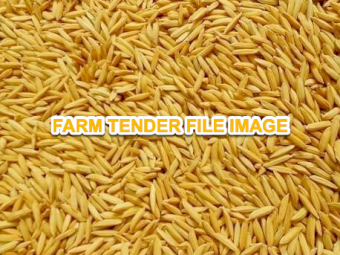 WANTED Paddy Rice