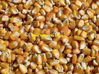 WANTED Corn Yellow, Wheat and Canola Non GMO