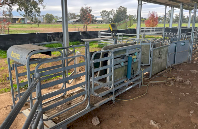 Racewell/Tepari Sheep Auto Drafter
