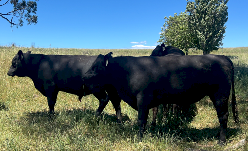 Angus Bulls x 4