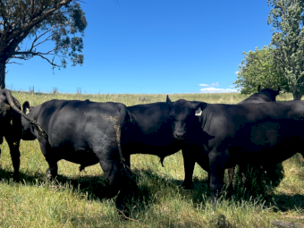 Angus Bulls x 4