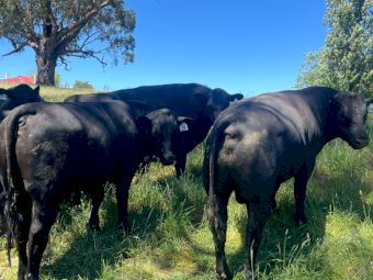 Angus Bulls x 4