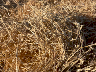 200mt Barley Straw 480kg 8x4x3 Bales