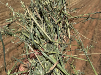 Oaten Hay 8X4X3 Large Square Bales Top bales
