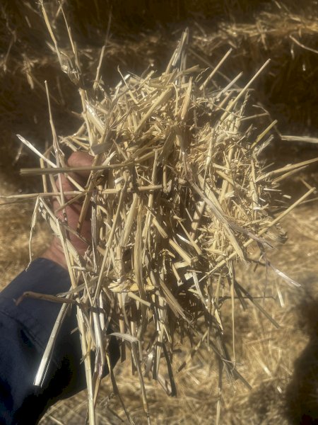 130 m/t Barley Straw 8x4x3 Bales