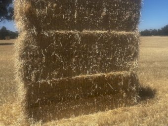 130 m/t Barley Straw 8x4x3 Bales