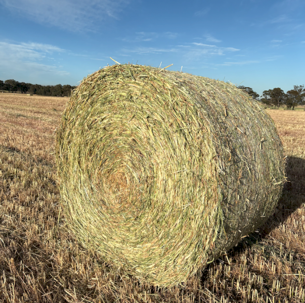 140 x Triticale Hay 5x4 Rolls