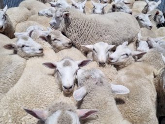 700 x Composite Ewe Dispersal